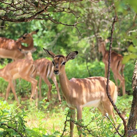 Kruger Kumba - Lahlekile Nathi Apartamento Marloth Park Exterior foto