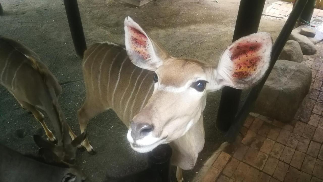 Kruger Kumba - Lahlekile Nathi Apartamento Marloth Park Exterior foto