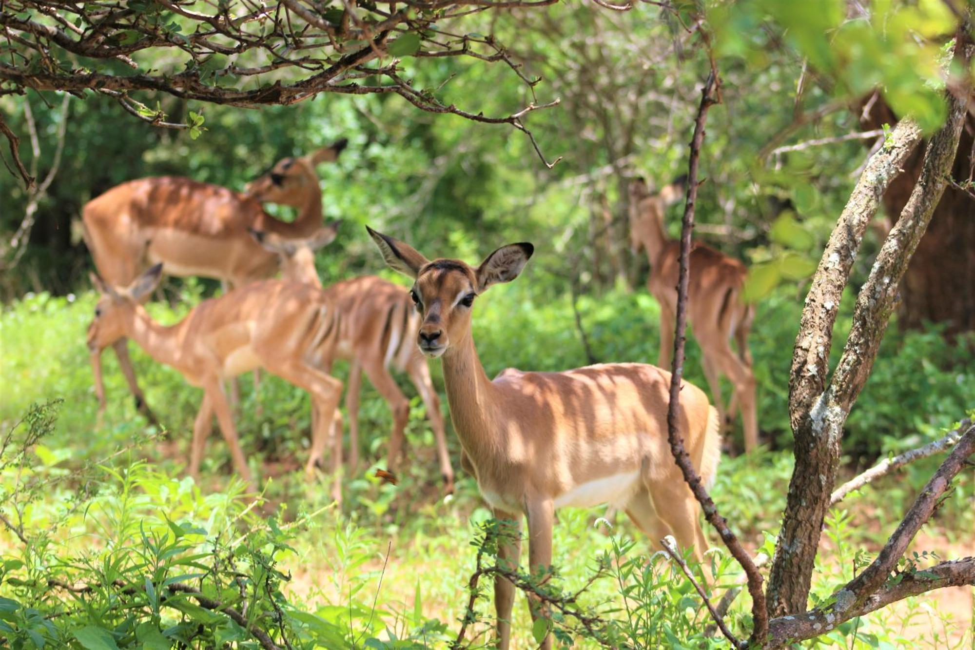 Kruger Kumba - Lahlekile Nathi Apartamento Marloth Park Exterior foto